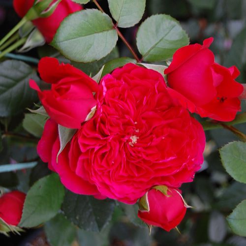 Gärtnerei - Rosa Florentina ® - rot - kletterrosen - diskret duftend - W. Kordes & Sons - -